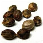 Семена марихуаны АК-47  (Seeds AK-47) в Кушве